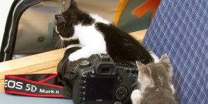 Canon EOS 5D Mark II DSLR: Super Quick Review 